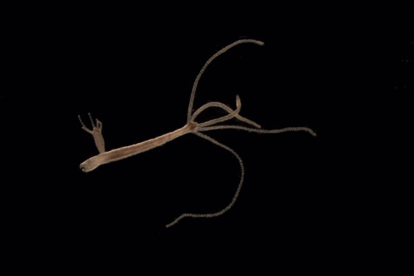 Кракен даркнет рекламы