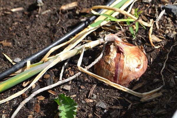 Ссылка кракен